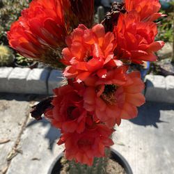 Very Healthy Cactus With Beautiful Flowers In Plastic Pot