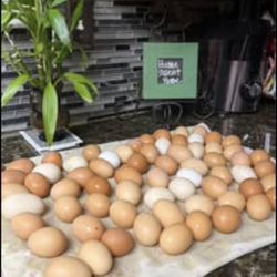 Orgánicos $ 7 Dólares X Docena 