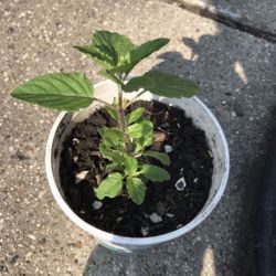 Italian Basil Or Holy Indian Basil Mint And More 