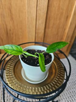 Epipremnun Skeleton Key Ceam pot-A)