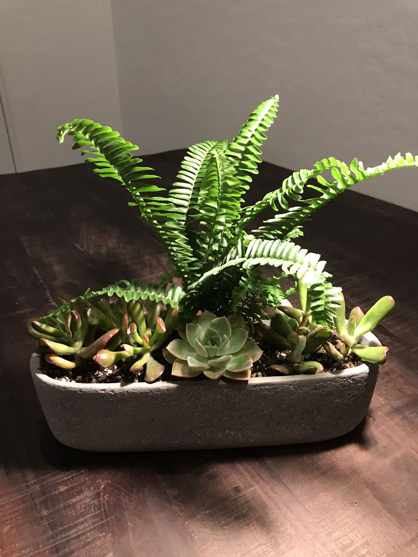 Succulent and fern