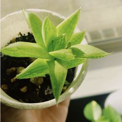 Haworthia Succulent