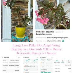 Large Live Polka Dot Angel Wing Begonia in a Greenish Yellow Heavy Terracotta Planter w/ Saucer 