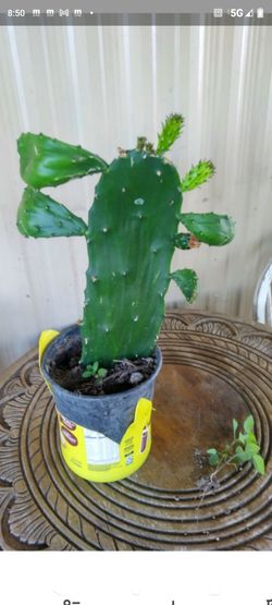 Nopal 1g