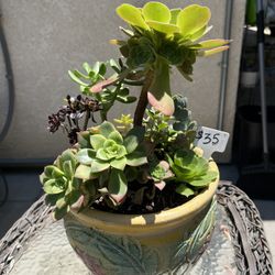 Large Beautiful Succulent Planter