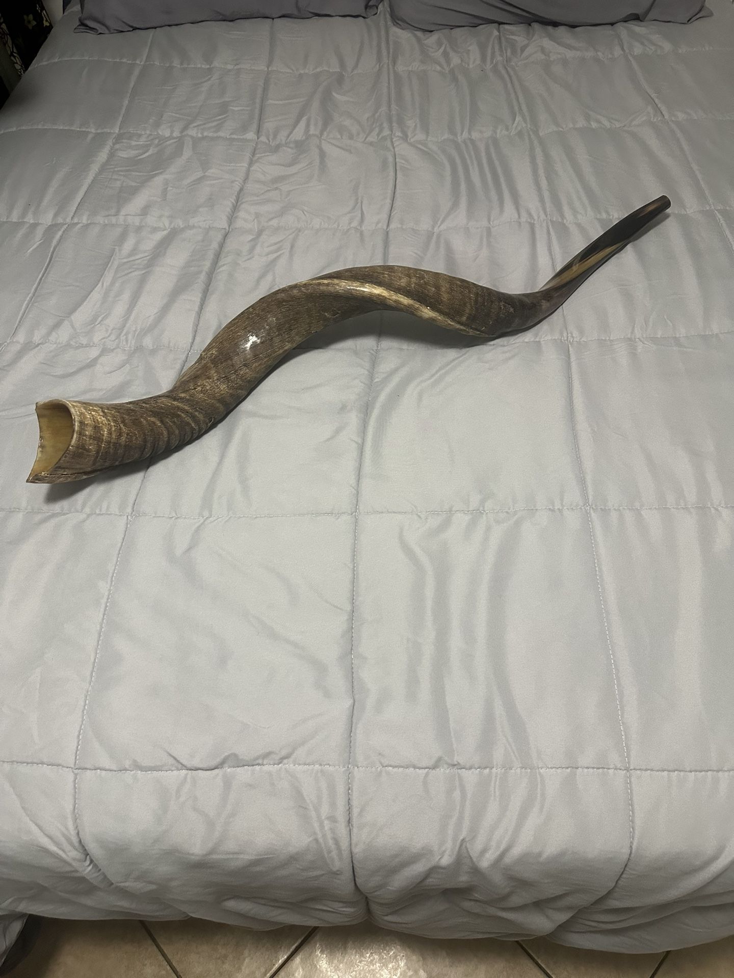 Shofar 46”