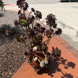 Beautiful Plant For Sale 