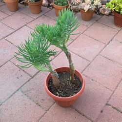 Mermaid Tail Succulent In Plastic Pot 