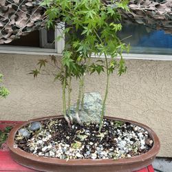 Bonsai Maple Forest 