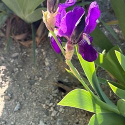 Tall Bearded Reblooming Iris 
