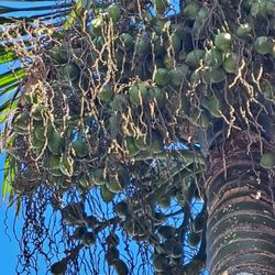 Betel nut 100 for $40