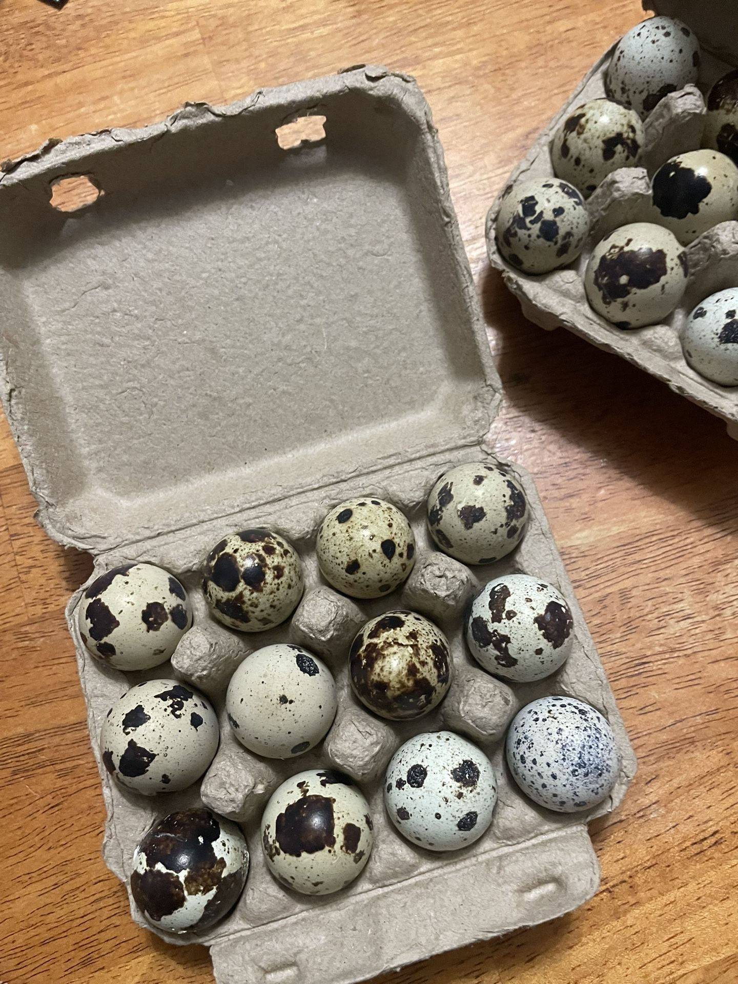 Fresh Organic Quail Eggs