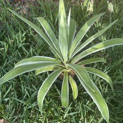 Agave angustifolia Marginata