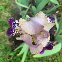 Outdoor Flowers - BEARDED IRISES 