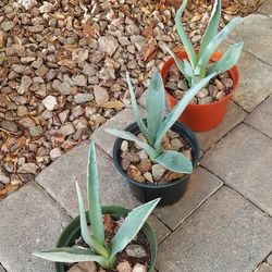 Living Plant 🌱Agave Americana on 5"H Pot ::: $10/Pc