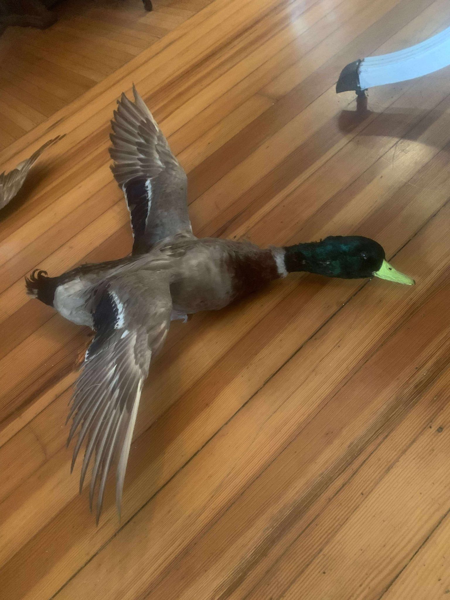 Taxidermy Ducks!! $75 Each!!