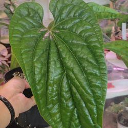 Anthurium Radican X Luxurian Large 6" Pot