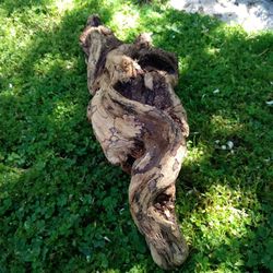 Natural Driftwood For Aquariums Terrariums  Etc..
