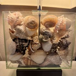 real ocean shell lamps