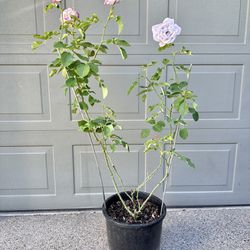 Rose Plant ( In a 5 Gallon Pot)