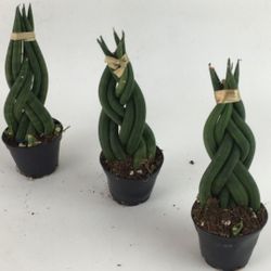 REAL Live Braided Snake Plants 3 Avail