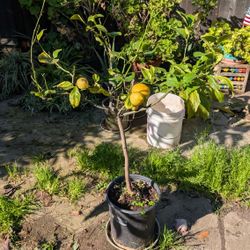Lemon Tree