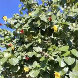 Majagua trees (Hibiscus elatus) in 5G. These trees produce flowers of 5 colors. The tree for sale is the one in the second photo, 6F. $155 Firm Price