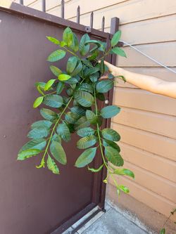 6” hoya multiflora soon to bloom