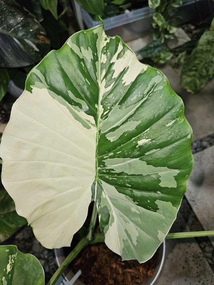 Alocasia Odora Variegated Rare Plant