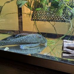 Blue Phantom Aquarium Decoration