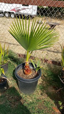 Palma/palm