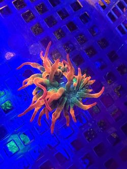 Decoration