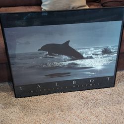 Cool Dolphin Picture 