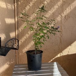 Purple Vitex Tree