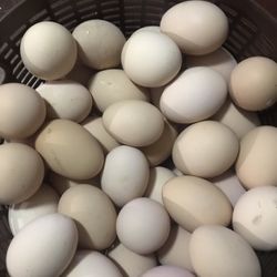 Eggs 