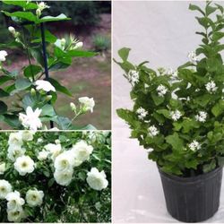 Sambacac  Perfume Flower Plant 3gal 