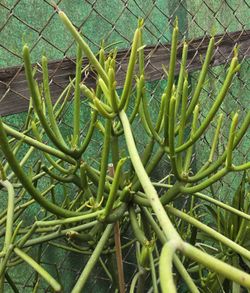 Big Green Pencil Trees 