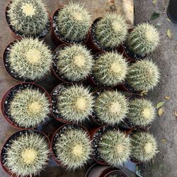 Barrel Cactus 