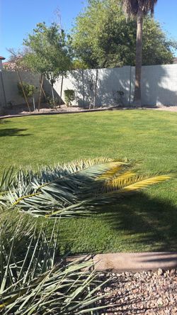 Big decor real pal tress for party or wedding