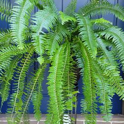 Huge Plant In Brown Pot