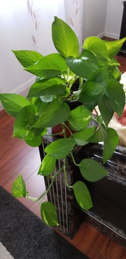 epipremnum aureum money plant