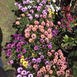 Flowers In Little Pots 