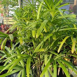 Lady Palm Plants 7gl $45🏡🏡
