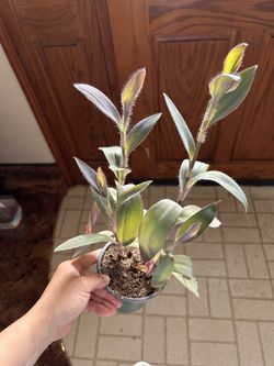 House Plant/ Tradescantia
