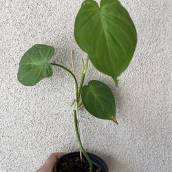 Beautiful Philodendron Camposportaonum Plant 