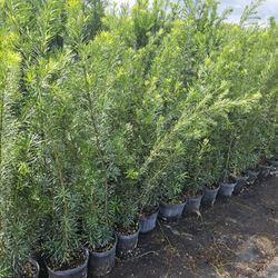 podocarpus  over 4 feet tall Instant Privacy Hedge For Fence Green Full Ready 