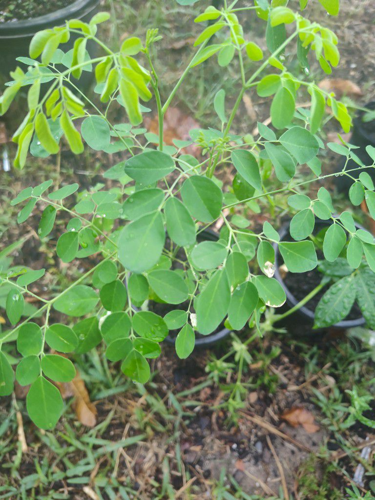 Moringa Tree Plant