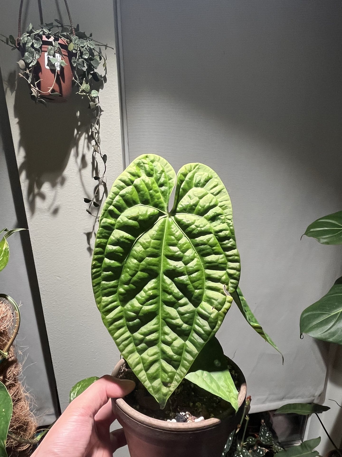 Anthurium David Portilla Dreams
