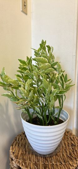 Euphorbia tithymaloides , Pedilanthus ,or Devils Backbone