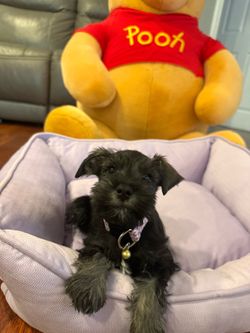 Miniature schnauzer